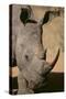 White Rhinoceros-DLILLC-Stretched Canvas