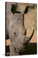 White Rhinoceros-DLILLC-Stretched Canvas