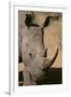 White Rhinoceros-DLILLC-Framed Premium Photographic Print