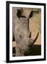 White Rhinoceros-DLILLC-Framed Premium Photographic Print