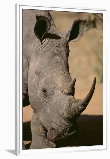 White Rhinoceros-DLILLC-Framed Premium Photographic Print