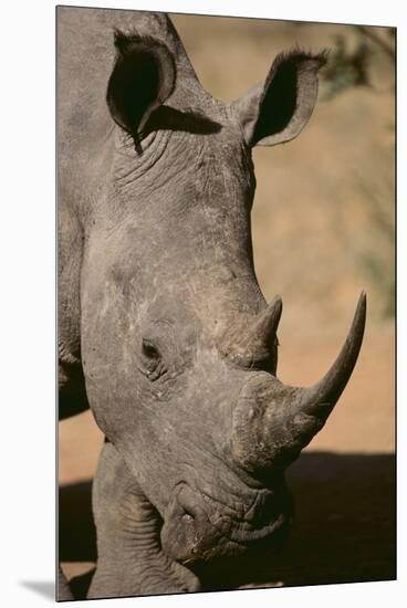 White Rhinoceros-DLILLC-Mounted Premium Photographic Print