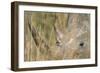 White Rhinoceros-null-Framed Photographic Print