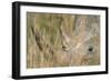 White Rhinoceros-null-Framed Photographic Print