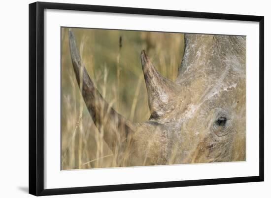 White Rhinoceros-null-Framed Photographic Print