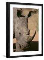 White Rhinoceros-DLILLC-Framed Photographic Print