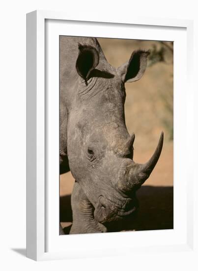 White Rhinoceros-DLILLC-Framed Photographic Print