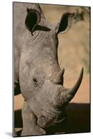 White Rhinoceros-DLILLC-Mounted Photographic Print