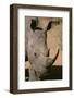 White Rhinoceros-DLILLC-Framed Photographic Print