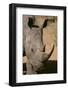 White Rhinoceros-DLILLC-Framed Photographic Print