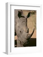 White Rhinoceros-DLILLC-Framed Photographic Print