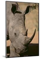White Rhinoceros-DLILLC-Mounted Photographic Print