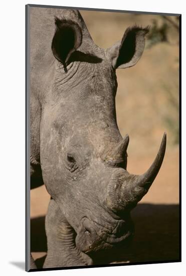 White Rhinoceros-DLILLC-Mounted Photographic Print