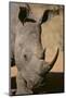 White Rhinoceros-DLILLC-Mounted Photographic Print