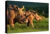 White Rhinoceros-Lantern Press-Stretched Canvas