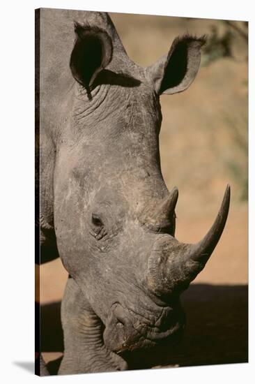 White Rhinoceros-DLILLC-Stretched Canvas