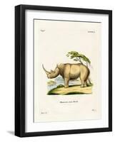 White Rhinoceros-null-Framed Giclee Print