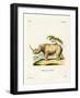 White Rhinoceros-null-Framed Giclee Print