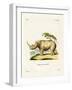 White Rhinoceros-null-Framed Giclee Print