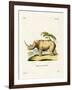 White Rhinoceros-null-Framed Giclee Print