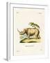 White Rhinoceros-null-Framed Giclee Print