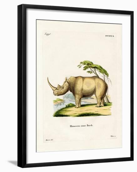 White Rhinoceros-null-Framed Giclee Print