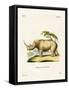 White Rhinoceros-null-Framed Stretched Canvas