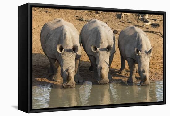 White Rhinos (Ceratotherium Simum) Drinking, Mkhuze Game Reserve, Kwazulu-Natal-Ann & Steve Toon-Framed Stretched Canvas