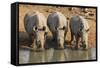 White Rhinos (Ceratotherium Simum) Drinking, Mkhuze Game Reserve, Kwazulu-Natal-Ann & Steve Toon-Framed Stretched Canvas