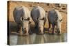 White Rhinos (Ceratotherium Simum) Drinking, Mkhuze Game Reserve, Kwazulu-Natal-Ann & Steve Toon-Stretched Canvas