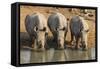 White Rhinos (Ceratotherium Simum) Drinking, Mkhuze Game Reserve, Kwazulu-Natal-Ann & Steve Toon-Framed Stretched Canvas