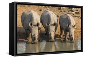 White Rhinos (Ceratotherium Simum) Drinking, Mkhuze Game Reserve, Kwazulu-Natal-Ann & Steve Toon-Framed Stretched Canvas