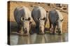 White Rhinos (Ceratotherium Simum) Drinking, Mkhuze Game Reserve, Kwazulu-Natal-Ann & Steve Toon-Stretched Canvas