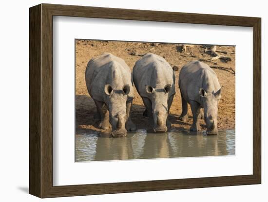 White Rhinos (Ceratotherium Simum) Drinking, Mkhuze Game Reserve, Kwazulu-Natal-Ann & Steve Toon-Framed Photographic Print