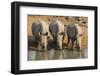 White Rhinos (Ceratotherium Simum) Drinking, Mkhuze Game Reserve, Kwazulu-Natal-Ann & Steve Toon-Framed Photographic Print