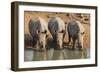 White Rhinos (Ceratotherium Simum) Drinking, Mkhuze Game Reserve, Kwazulu-Natal-Ann & Steve Toon-Framed Photographic Print