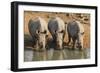 White Rhinos (Ceratotherium Simum) Drinking, Mkhuze Game Reserve, Kwazulu-Natal-Ann & Steve Toon-Framed Photographic Print