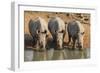 White Rhinos (Ceratotherium Simum) Drinking, Mkhuze Game Reserve, Kwazulu-Natal-Ann & Steve Toon-Framed Photographic Print