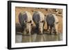 White Rhinos (Ceratotherium Simum) Drinking, Mkhuze Game Reserve, Kwazulu-Natal-Ann & Steve Toon-Framed Photographic Print