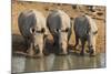 White Rhinos (Ceratotherium Simum) Drinking, Mkhuze Game Reserve, Kwazulu-Natal-Ann & Steve Toon-Mounted Photographic Print