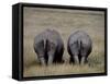 White Rhinos in African Plain, Kenya-Charles Sleicher-Framed Stretched Canvas