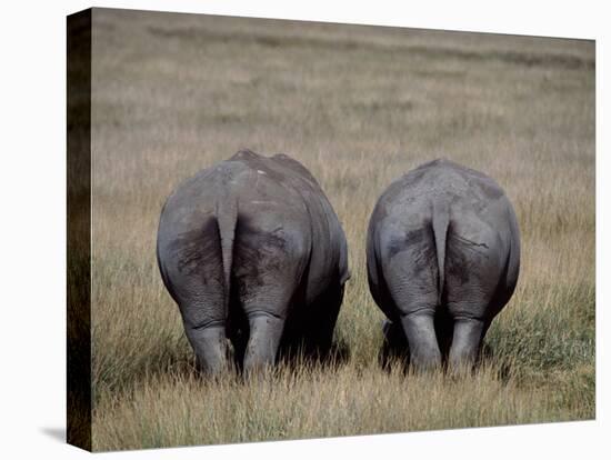 White Rhinos in African Plain, Kenya-Charles Sleicher-Stretched Canvas