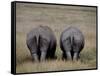 White Rhinos in African Plain, Kenya-Charles Sleicher-Framed Stretched Canvas