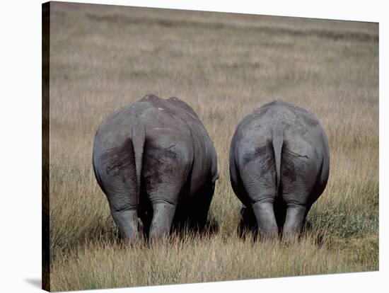 White Rhinos in African Plain, Kenya-Charles Sleicher-Stretched Canvas