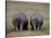 White Rhinos in African Plain, Kenya-Charles Sleicher-Stretched Canvas