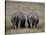 White Rhinos in African Plain, Kenya-Charles Sleicher-Stretched Canvas