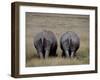 White Rhinos in African Plain, Kenya-Charles Sleicher-Framed Photographic Print