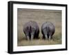 White Rhinos in African Plain, Kenya-Charles Sleicher-Framed Photographic Print