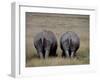 White Rhinos in African Plain, Kenya-Charles Sleicher-Framed Photographic Print