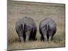 White Rhinos in African Plain, Kenya-Charles Sleicher-Mounted Photographic Print